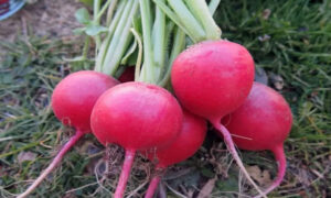 buah bit